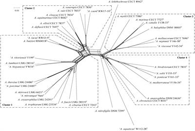 Revisiting the Taxonomy of the Genus Arcobacter: Getting Order From the Chaos